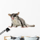 Sugar Glider Wall Decal