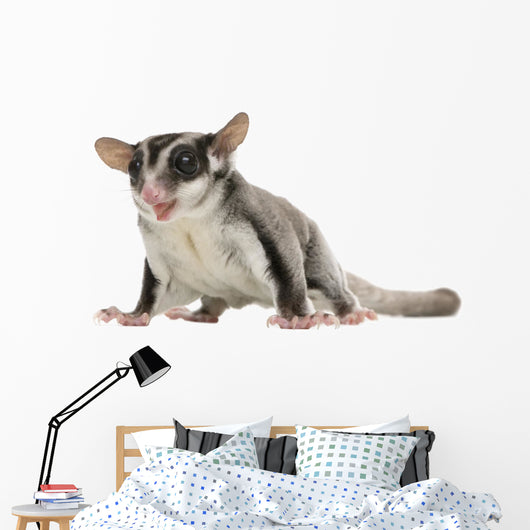 Sugar Glider Wall Decal
