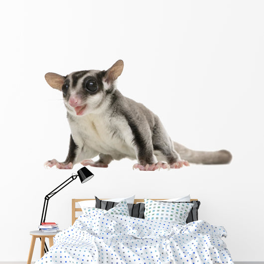 Sugar Glider Wall Decal