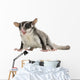 Sugar Glider Wall Decal