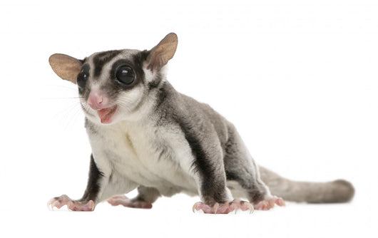 Sugar Glider Wall Decal