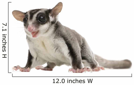 Sugar Glider Wall Decal