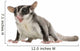 Sugar Glider Wall Decal