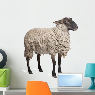 Suffolk Sheep Wall Decal shown on a wall