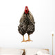Wyandotte Rooster Wall Decal