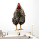Wyandotte Rooster Wall Decal