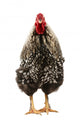 Wyandotte Rooster Wall Decal