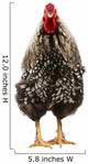 Wyandotte Rooster Wall Decal
