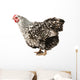 Wyandotte hen Wall Decal