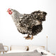 Wyandotte hen Wall Decal