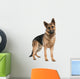 german shepherd (8 months) Wall Decal