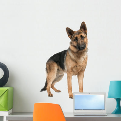 German Shepherd Wall Decal shown on a wall