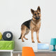 german shepherd (8 months) Wall Decal