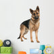 german shepherd (8 months) Wall Decal