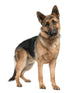 german shepherd (8 months) Wall Decal