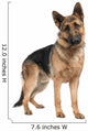 german shepherd (8 months) Wall Decal