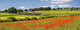 Poppy Panorama Wall Decal