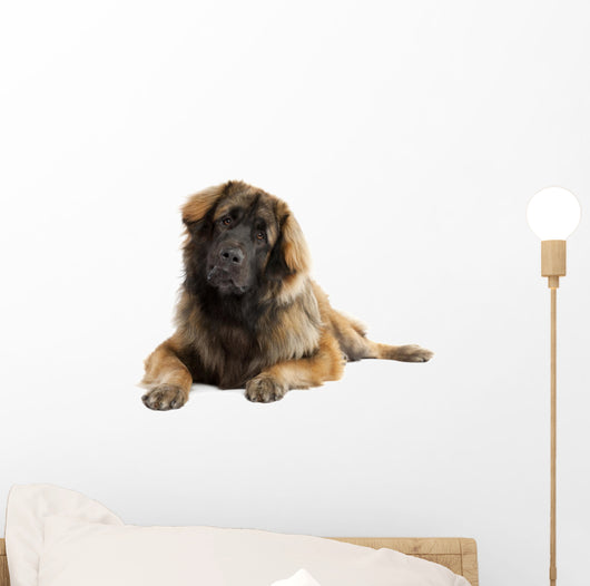 Leonberger (10 months old) Wall Decal