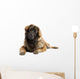 Leonberger (10 months old) Wall Decal