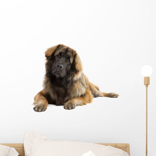 Leonberger (10 months old) Wall Decal