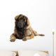 Leonberger (10 months old) Wall Decal