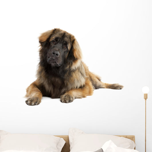 Leonberger (10 months old) Wall Decal