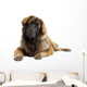 Leonberger (10 months old) Wall Decal