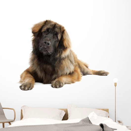 Leonberger (10 months old) Wall Decal