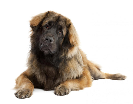 Leonberger (10 months old) Wall Decal