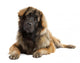 Leonberger (10 months old) Wall Decal
