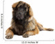 Leonberger (10 months old) Wall Decal