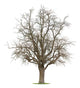 Apple Tree Wall Decal