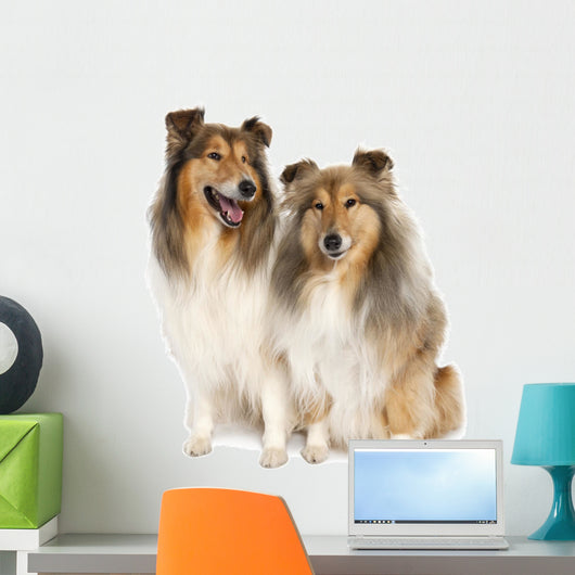 group of two shelties (5 and 6 years old) Wall Decal
