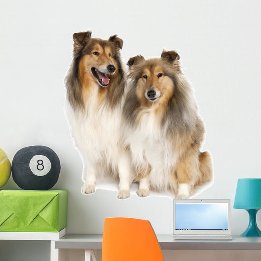 group of two shelties (5 and 6 years old) Wall Decal