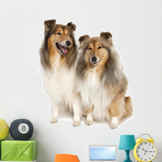 group of two shelties (5 and 6 years old) Wall Decal