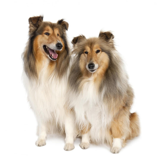 group of two shelties (5 and 6 years old) Wall Decal