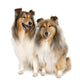 group of two shelties (5 and 6 years old) Wall Decal