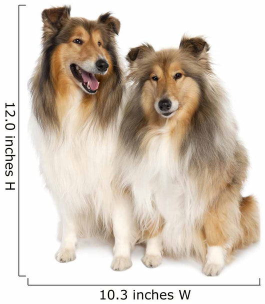 group of two shelties (5 and 6 years old) Wall Decal