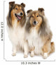 group of two shelties (5 and 6 years old) Wall Decal