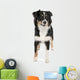 Puppy Australian Shepherd 7 Months Wall Decal