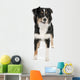 Puppy Australian Shepherd 7 Months Wall Decal