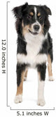 Puppy Australian Shepherd 7 Months Wall Decal