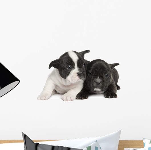 French Bulldog puppy  (8 weeks) Wall Decal