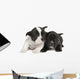 French Bulldog puppy  (8 weeks) Wall Decal