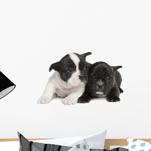 French Bulldog puppy  (8 weeks) Wall Decal