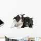 French Bulldog puppy  (8 weeks) Wall Decal