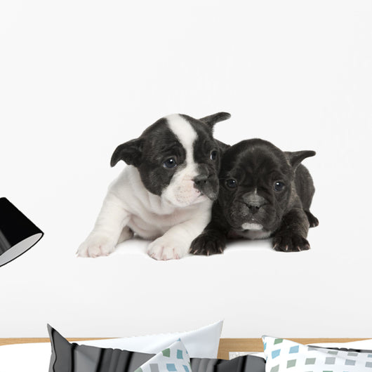 French Bulldog puppy  (8 weeks) Wall Decal