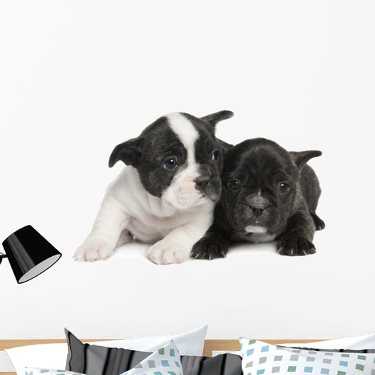French Bulldog puppy  (8 weeks) Wall Decal