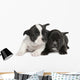 French Bulldog puppy  (8 weeks) Wall Decal