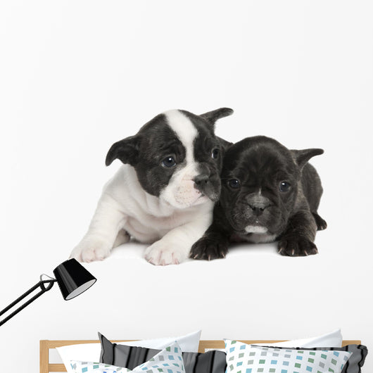 French Bulldog puppy  (8 weeks) Wall Decal